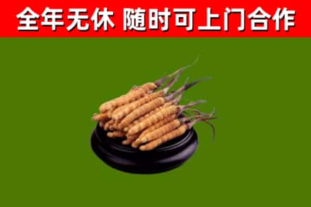 永安回收散虫草