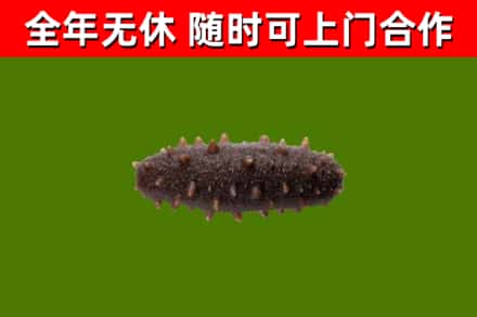 永安回收海参干